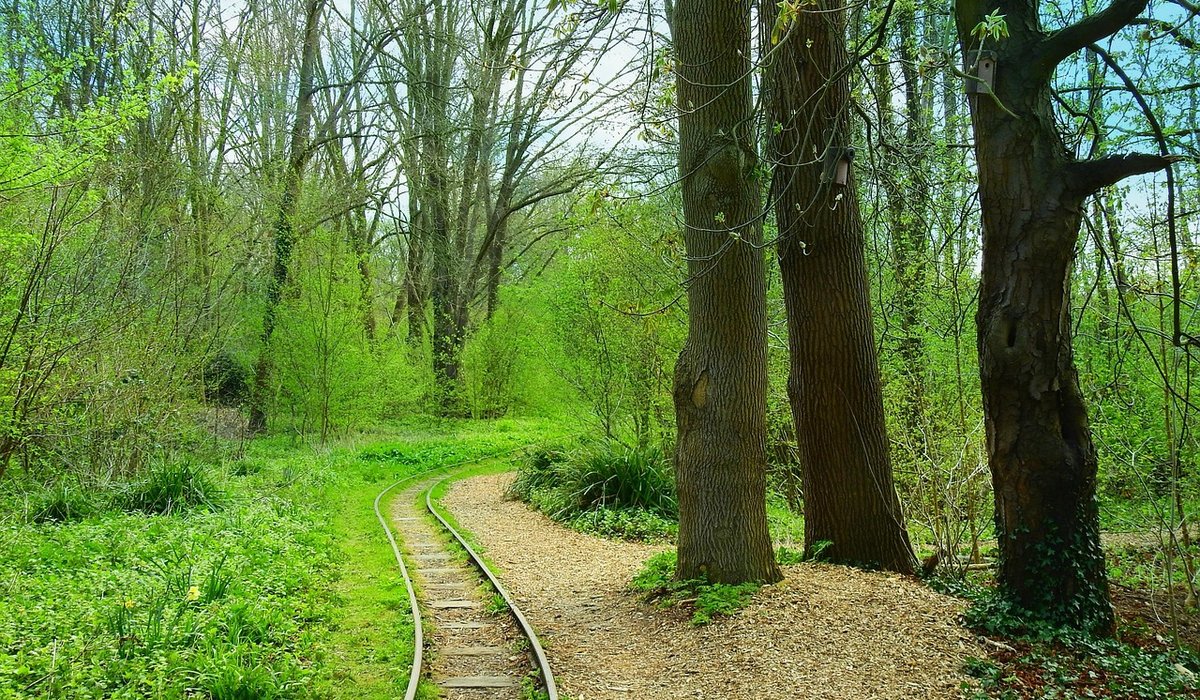 Cedar Combe