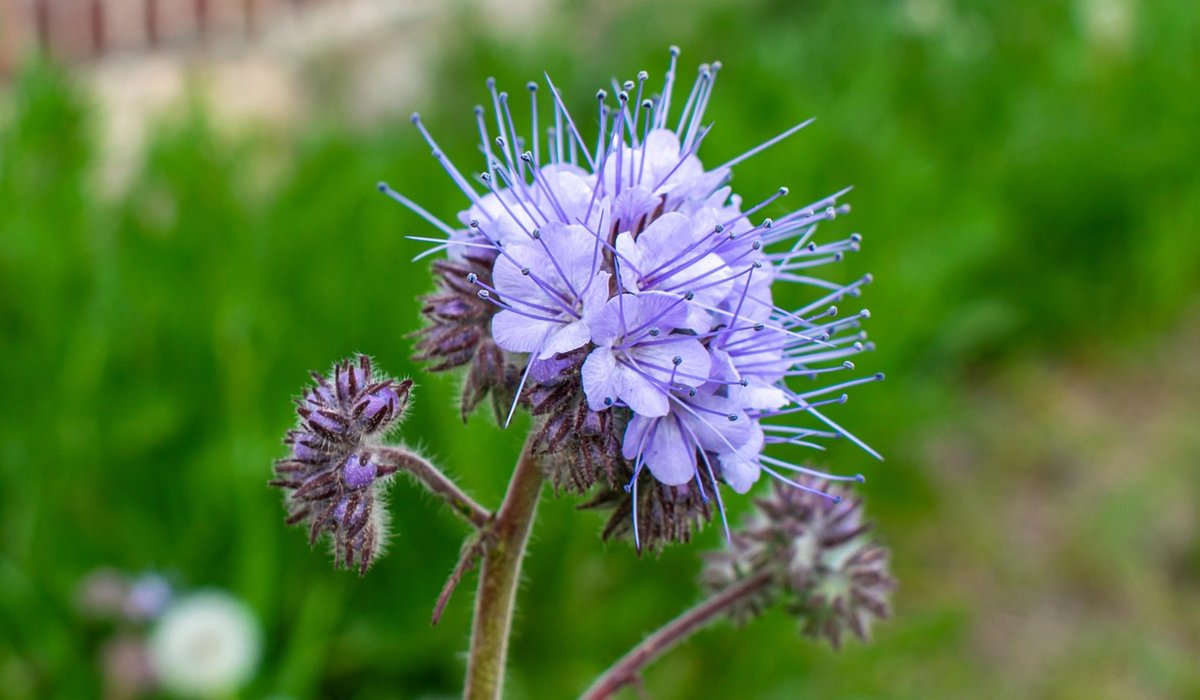 Cedar Combe